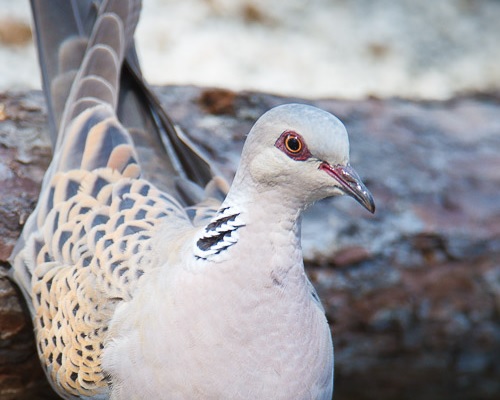 Tórtola europea