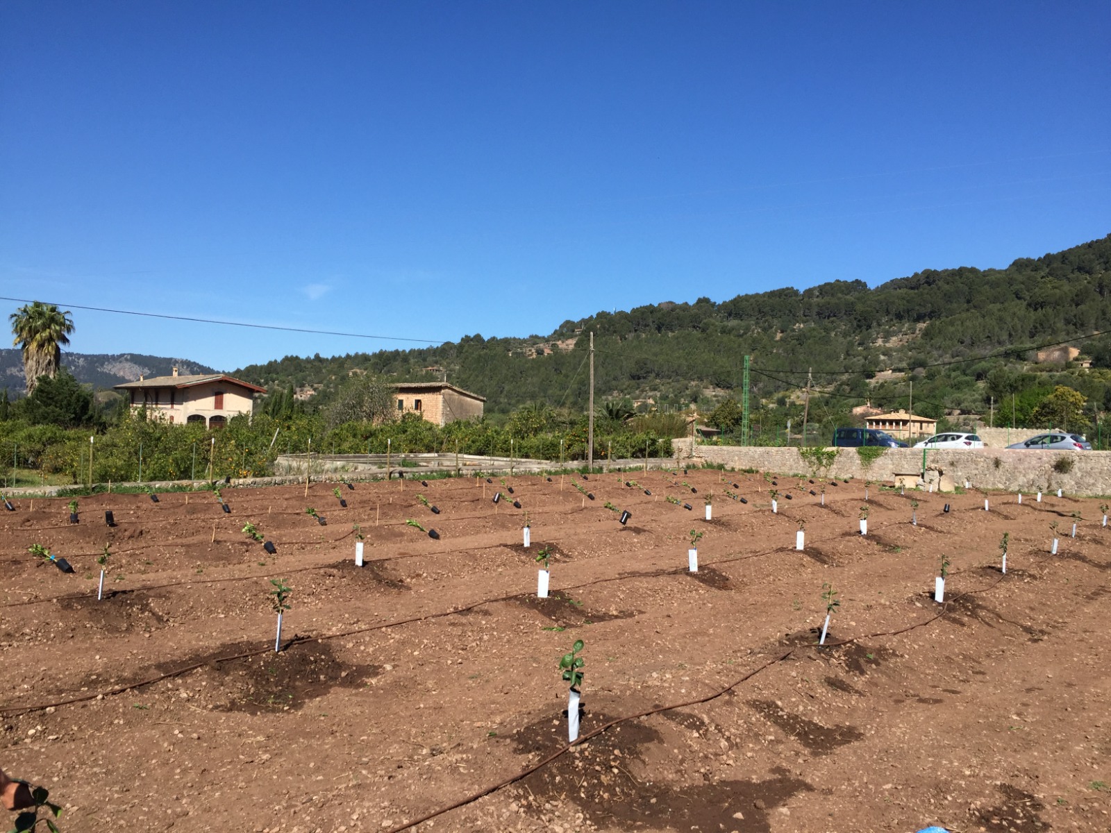 Una plantación de naranjos en Sóller.