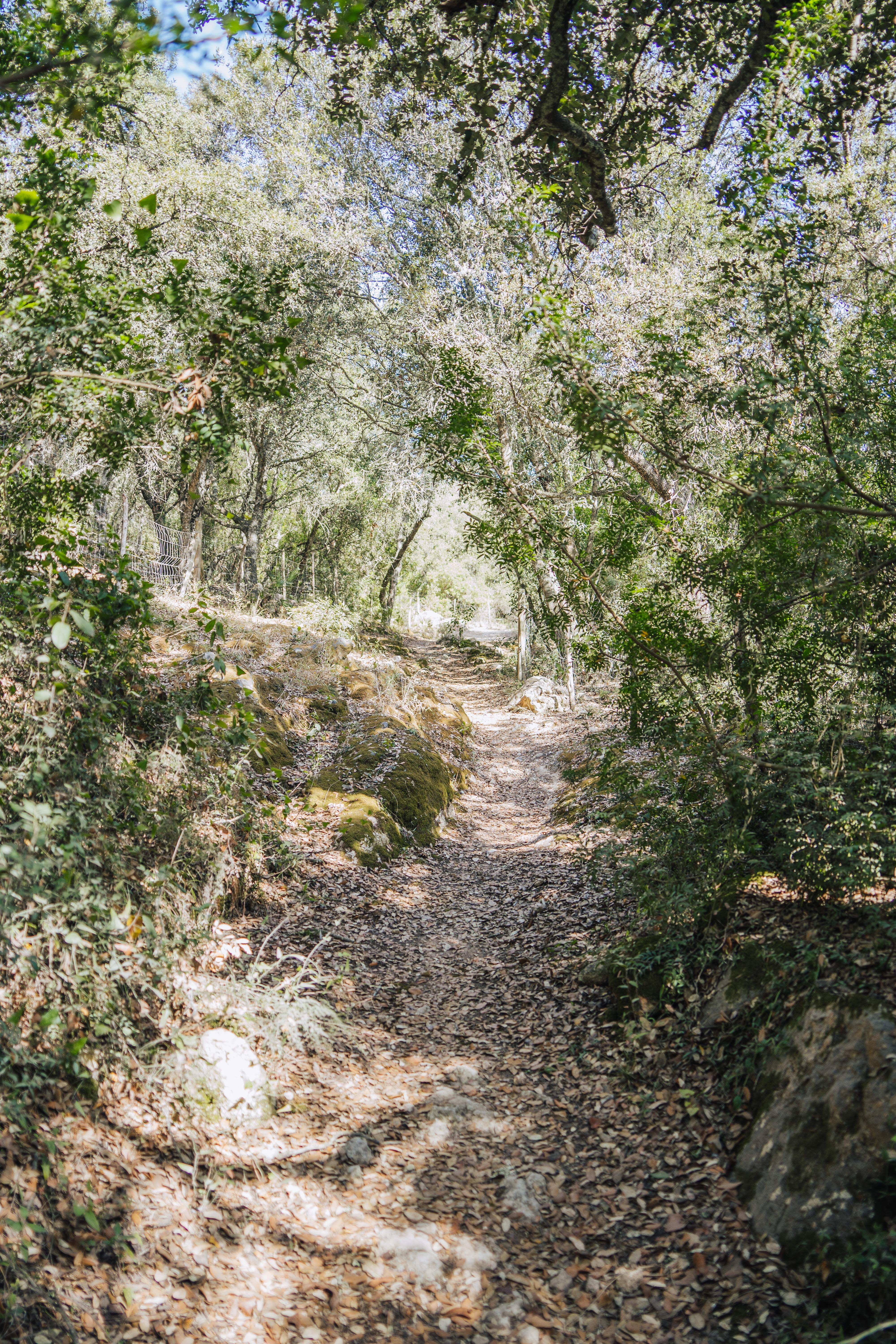 Camino de Bellpuig