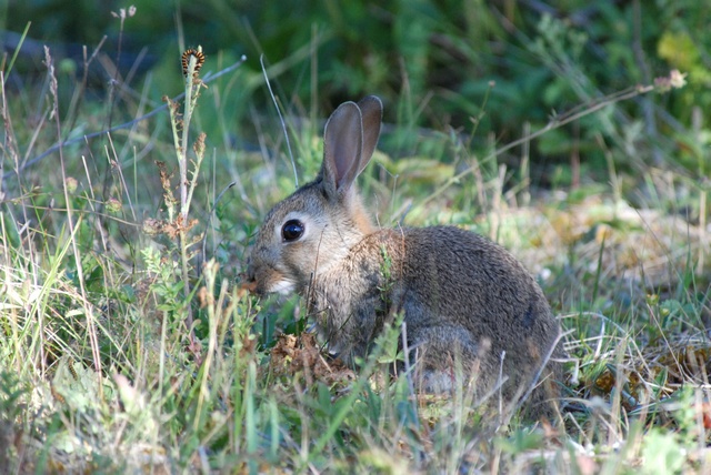 Conejo