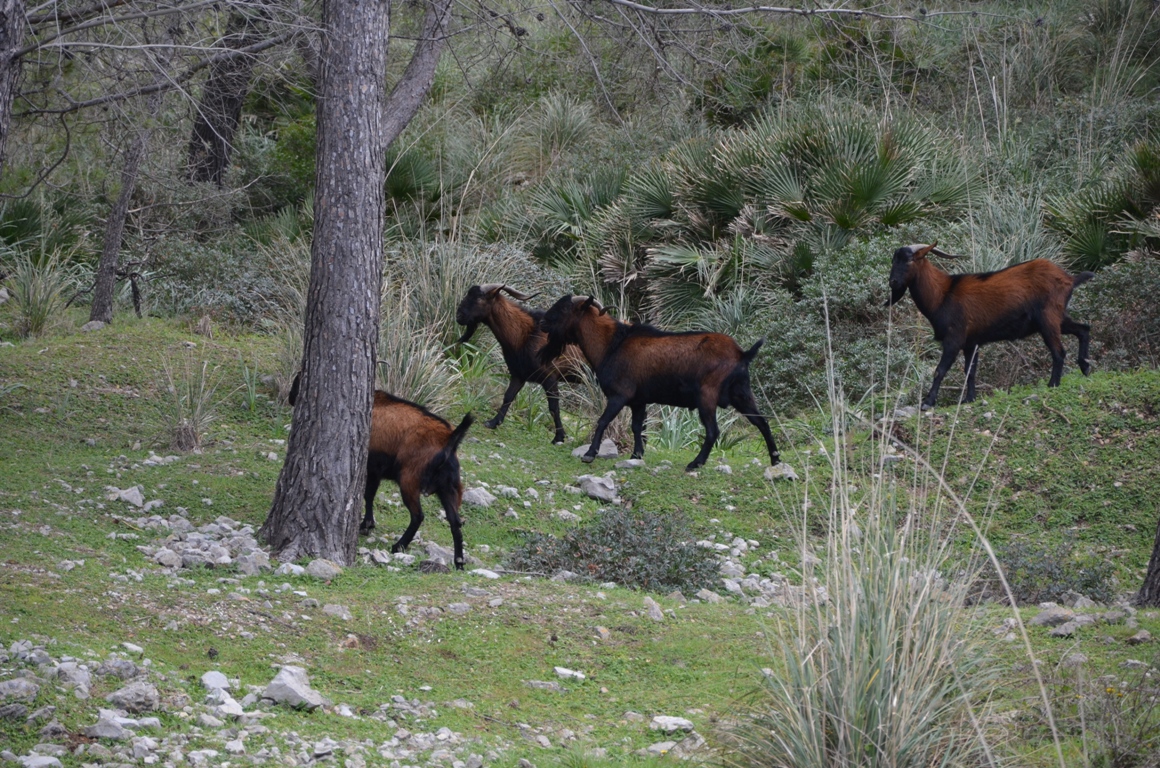 Guarda de chivos