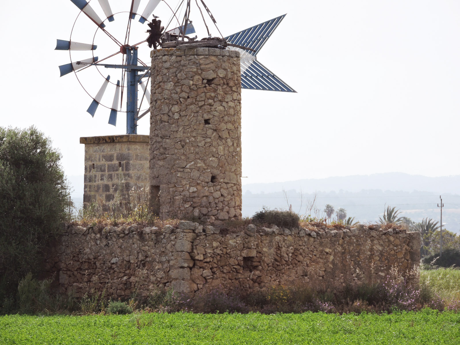 Molí de cua de rata i molí de pales al Pla de Sant Jordi (Palma)